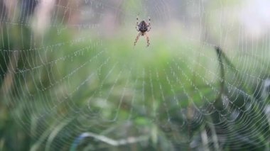 Örümcek çiy damlalarıyla bir ağa oturur.
