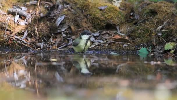 森の水たまりの中の若いネズミ風呂は — ストック動画