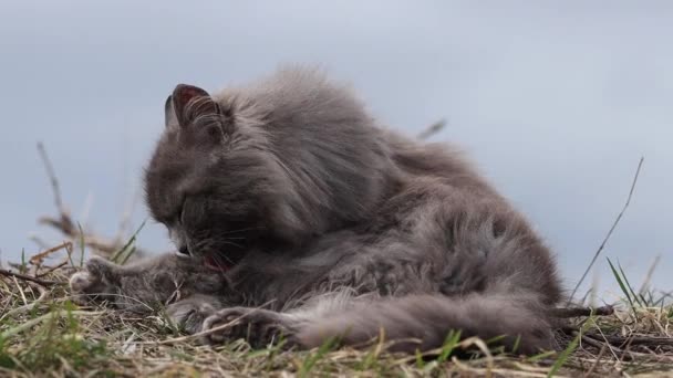 Сірий кіт лиже свою лапу — стокове відео