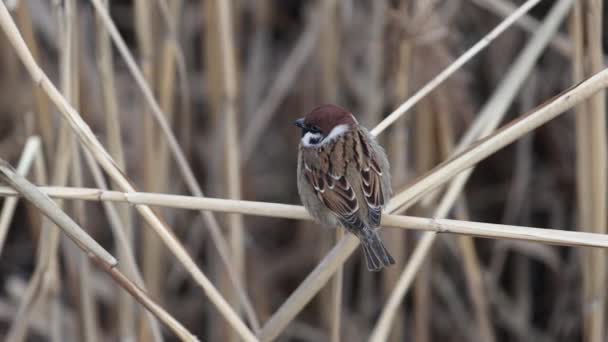 Sparrow sits on a reed and flies away — Stock Video