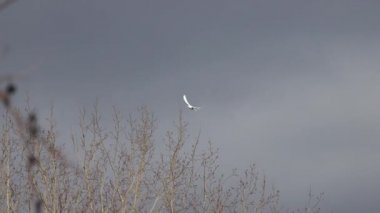 Beyaz güvercin koyu mavi gökyüzünde uçar.