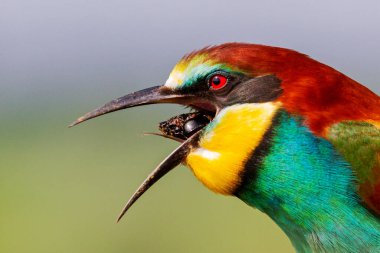 Bir gagayı açan arı yiyici bir bilmece verir.