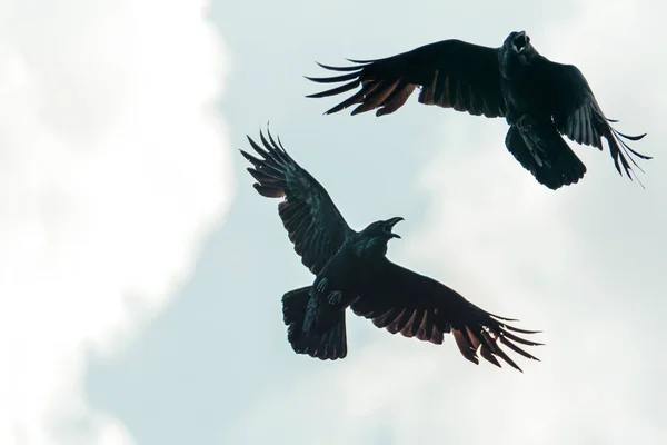 Чорні ворони літають розтягуючи крила — стокове фото