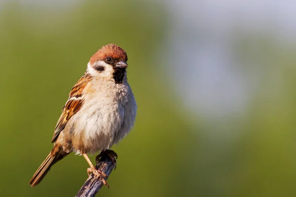 Sparrow stands and looks to the right — Stock Photo, Image