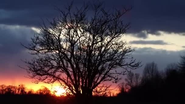 Силуэт дерева на красивом закате — стоковое видео