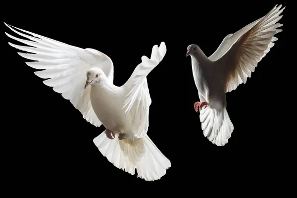 Dvě bílé holubice létat na černém pozadí — Stock fotografie