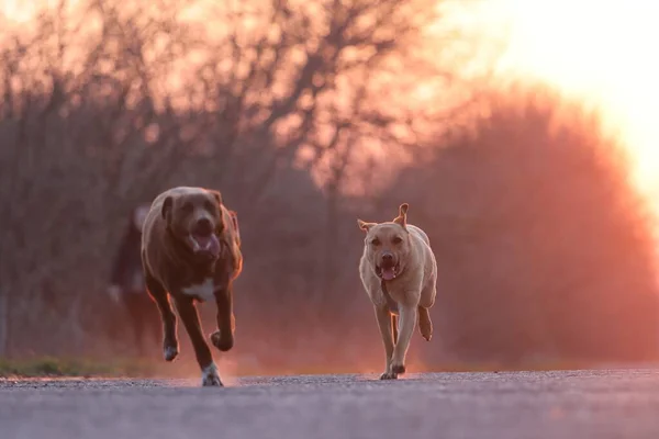 Dos perros corren por la carretera al atardecer — Foto de Stock