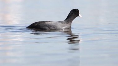 yavaş çekimde yüzer gölde