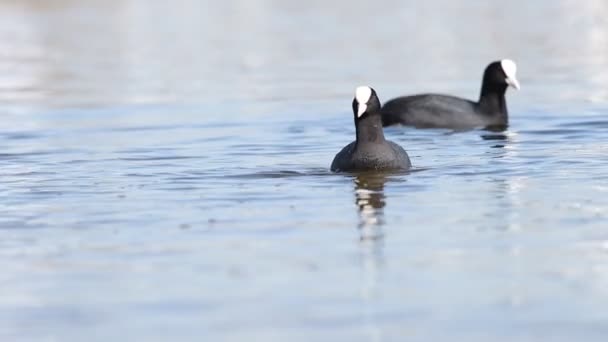 Two coots pour on the lake slow motion — Stock Video