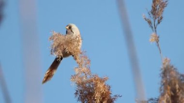 Sakallı meme kamış tohumu yer.