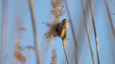 Kuş, gölde kamış tohumu yer.