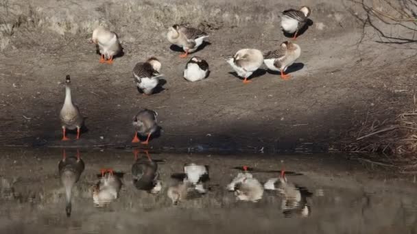 Серые гуси стоят на озере — стоковое видео