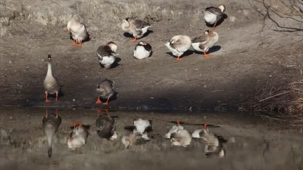 Gansos cinzentos ficar no lago — Vídeo de Stock