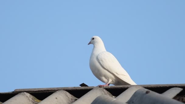 Paloma blanca en el techo sacude las plumas — Vídeo de stock