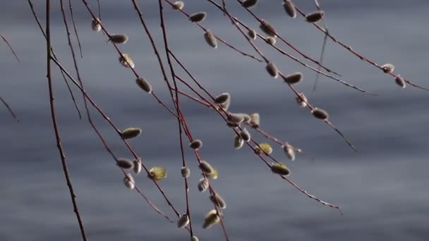 Гілки верби пливуть над озером — стокове відео