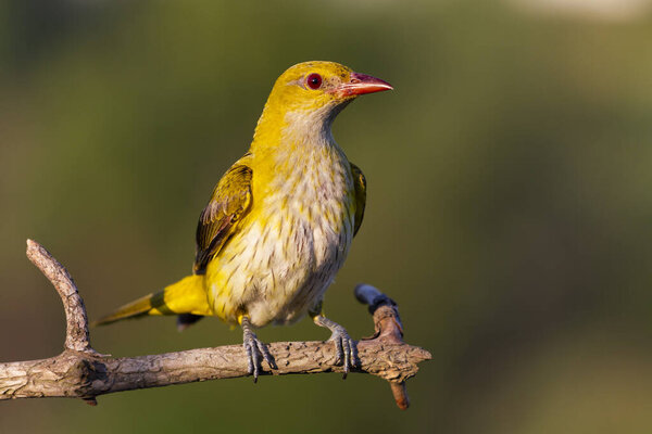 красивая Ориоль, сидящая на ветке
