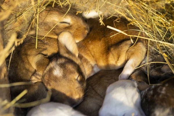 Roztomilí králíci spí ve svém hnízdě — Stock fotografie