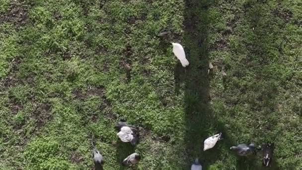 Птицы в зеленой траве вид сверху — стоковое видео