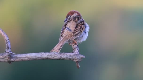 Sparrow tweets sentados em um ramo — Vídeo de Stock