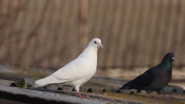 Piccioni bianchi e neri camminano sul tetto — Video Stock