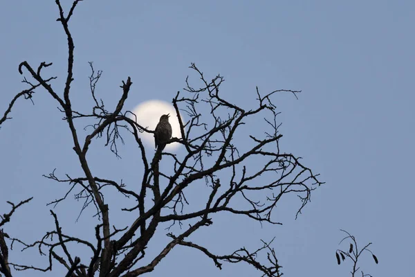 Ayın arka planında kuş ötüyor — Stok fotoğraf