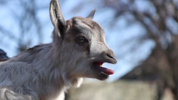 Little goat bleats slow motion — Stock Video