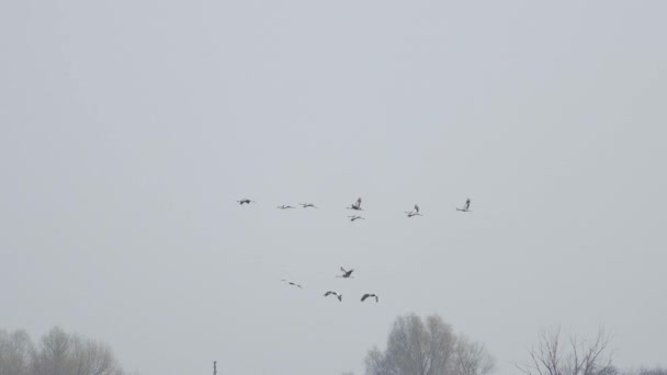 Kraanvogels vliegen in het voorjaar naar het noorden — Stockvideo
