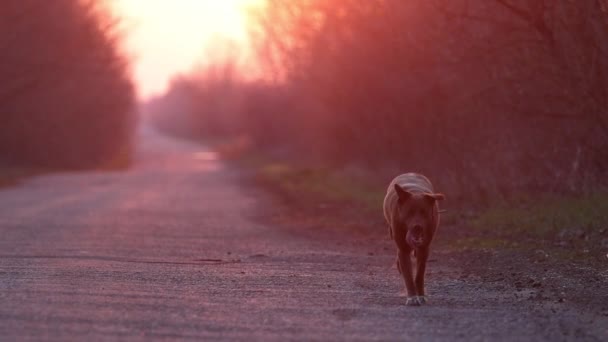 Собака на прогулке бегает на закате медленным ходом — стоковое видео