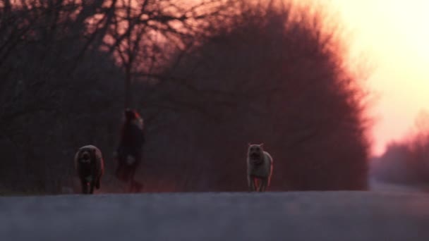 Собаки на прогулке бегать на закате замедленной съемки — стоковое видео