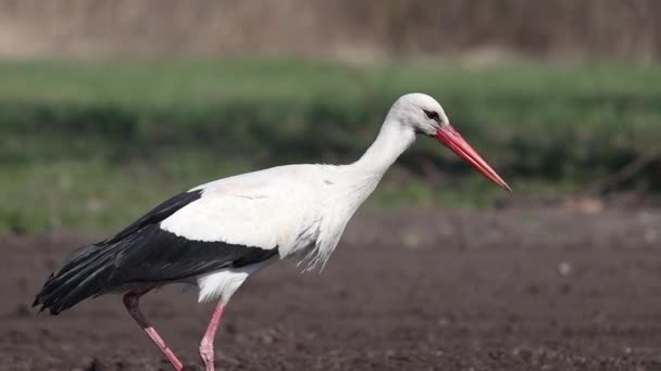 White stork eats mole cricket slow motion — Stock Video