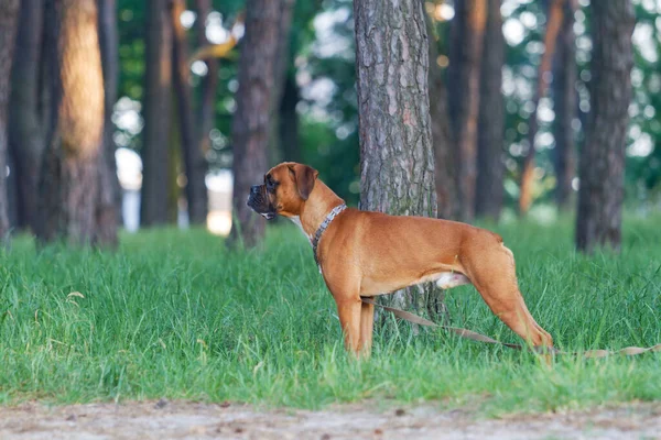 Hund med koppel för en promenad — Stockfoto