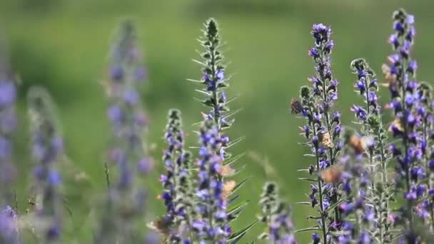 Insekten sitzen auf Frühlingsgemüse — Stockvideo