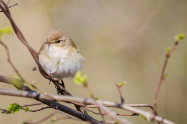 Ötücü kuş ormandaki bir dala oturur.