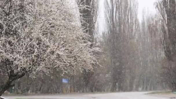 Квітуче дерево і весняний сніг повільний рух — стокове відео