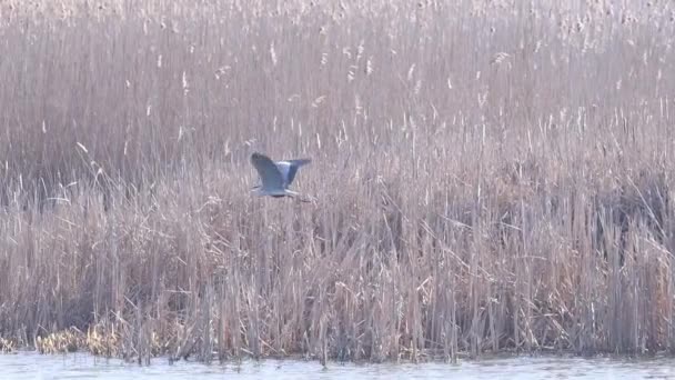 Grå häger slow motion flyger över sjön — Stockvideo