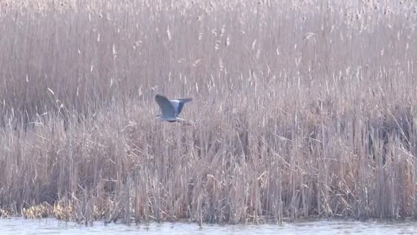 Héron gris ralenti vole au-dessus du lac — Video