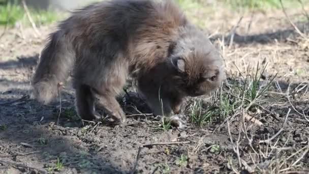 Кіт грається з мишкою, спійманою — стокове відео