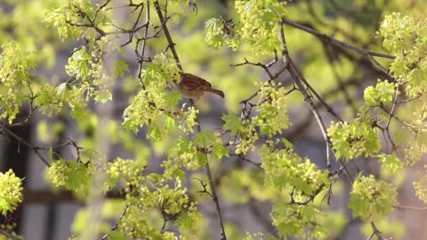 노란 꽃이 피는 나무에 앉아 있는 참새 — 비디오