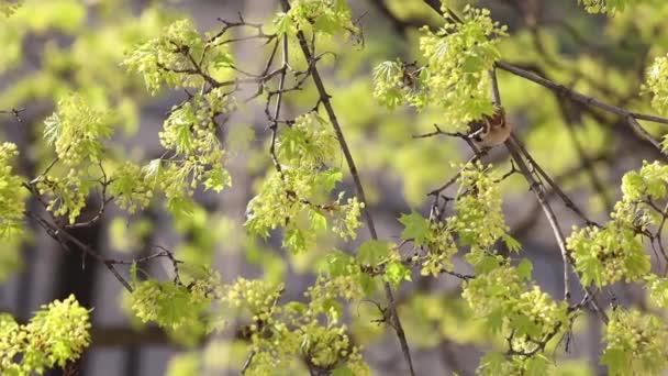 Moineaux parmi un arbre à fleurs jaunes — Video