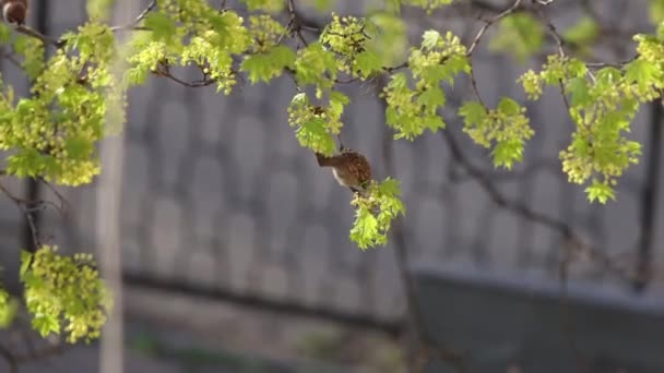 Sparrows eat flowers of a blossoming tree — Stock Video