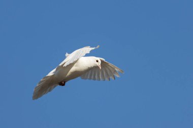 Beyaz güvercin mavi gökyüzünde uçar