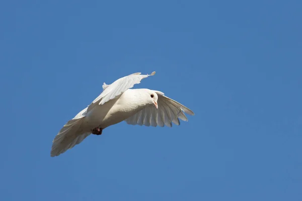 Белый голубь летит сквозь голубое небо — стоковое фото