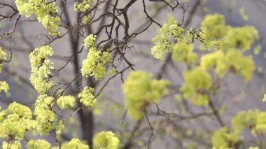 tit eats flowers of a blossoming tree