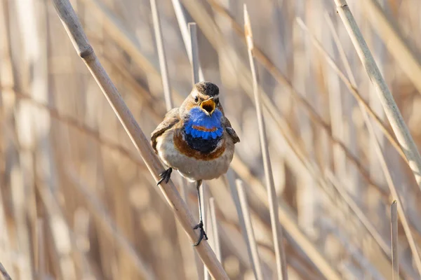 Το όμορφο πουλί τραγουδά καθισμένο σε ένα καλάμι — Φωτογραφία Αρχείου