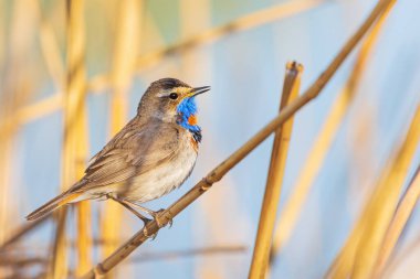 Güzel bahar kuşu sazlıklarda oturur.