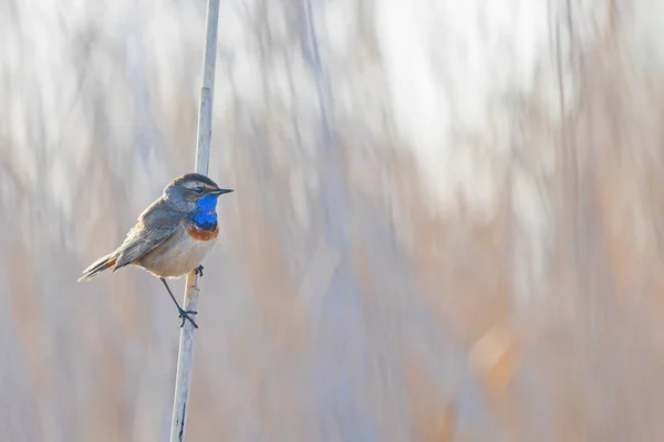 葦の上に座っているブルースロート鳥 — ストック写真