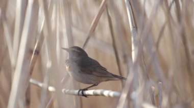 Bluethroat şarkı söylüyor bir sazlıkta