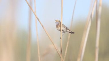 Bluethroat şarkı söylüyor bir sazlıkta