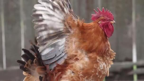 Polla roja ondeando cámara lenta — Vídeos de Stock