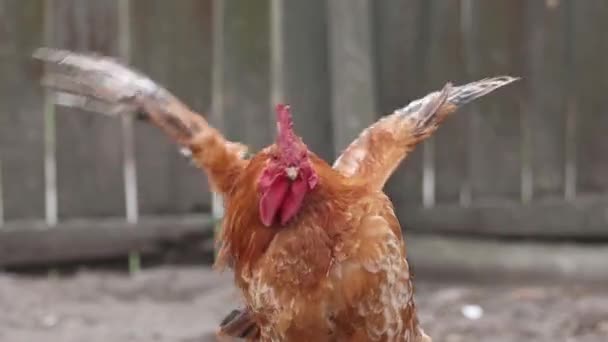 Rooster flaps its wings Slow Motion — Stock Video